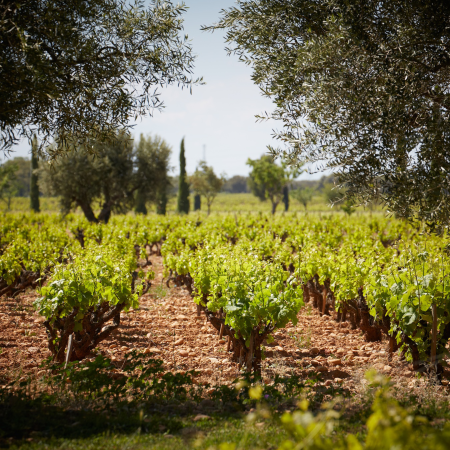 Rhône theme Rhône theme