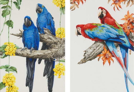 David Ord Kerr; A Pair of Hyacinth Macaws; A Pair of Green-Winged Macaws, two