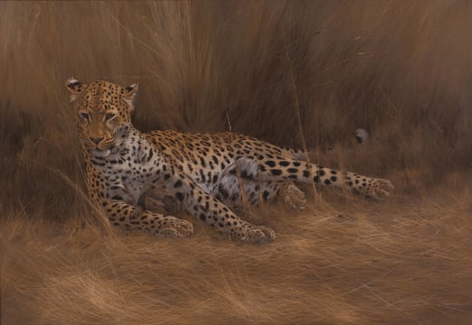 Kim Donaldson; Leopard