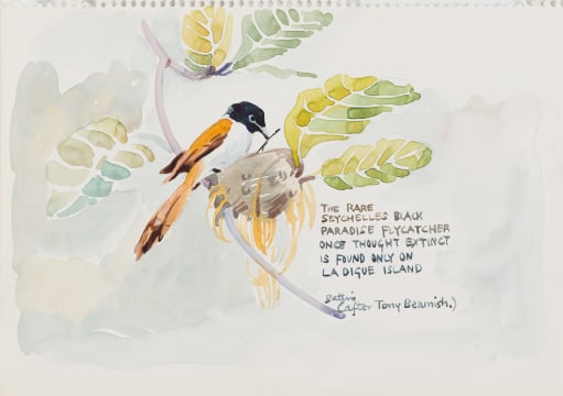 Walter Battiss; The Rare Seychelles Black Paradise Flycatcher