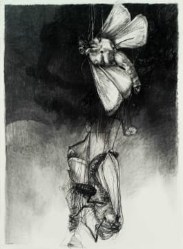 Diane Victor; Moths Caught in Spider Web