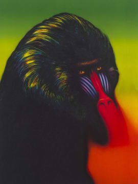 Norman Catherine; Mandrill