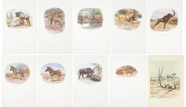 After Edmund Caldwell; Southern African Wildlife Prints, ten
