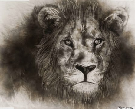 Bambo Sibiya; Lion