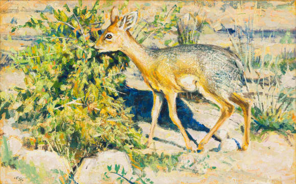 Zakkie Eloff; Steenbok