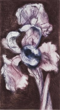 William Kentridge; White Iris