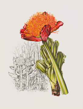 Auriol Batten; Scadoxus puniceus