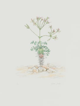 Gillian Condy; Pelargonium hystrix