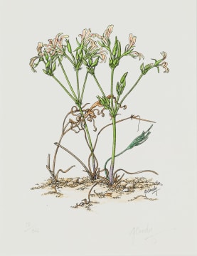Gillian Condy; Pelargonium