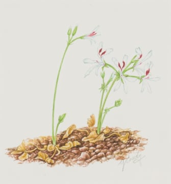 Gillian Condy; Pelargonium heterophyllum