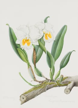 Esmé Hennessy; Cattleya Eugene Hausermann