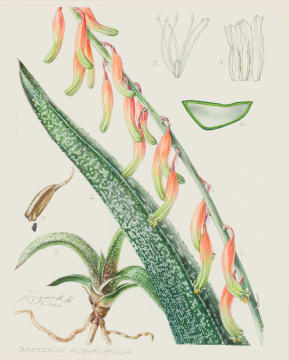 Ellaphie Ward-Hilhorst; Gasteria acinacifolia