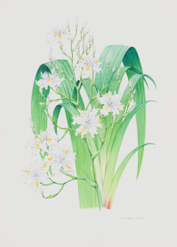 Barbara Jeppe; Iris japonica