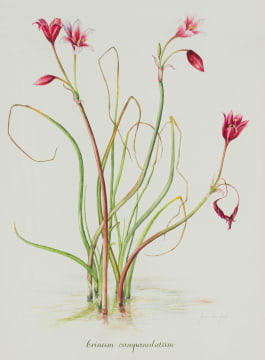 Joan van Gogh; Crinium campanulatum