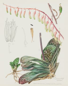 Ellaphie Ward-Hilhorst; Gasteria pillansii var. pillansii
