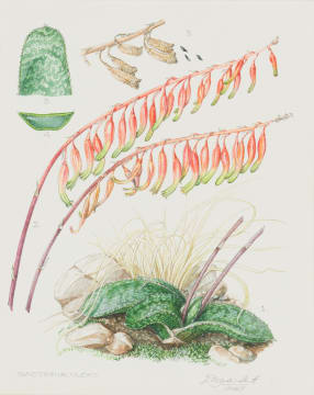 Ellaphie Ward-Hilhorst; Gasteria vlokii