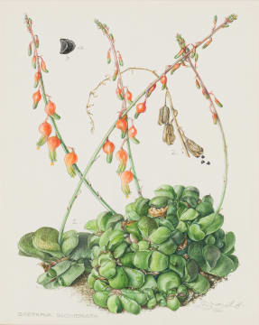 Ellaphie Ward-Hilhorst; Gasteria glomerata