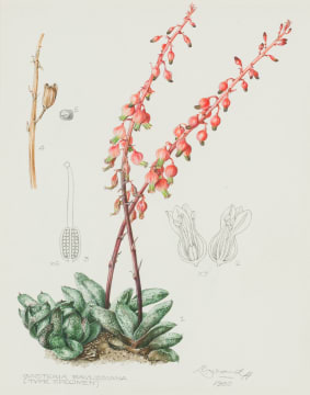 Ellaphie Ward-Hilhorst; Gasteria baylissiana