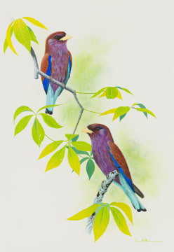 Kenneth Newman; Broad-Billed Rollers on Baobab Tree