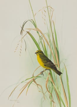 Simon Calburn; Yellow-Fronted Canary