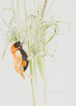 Leigh Voigt; Southern Red Bishop