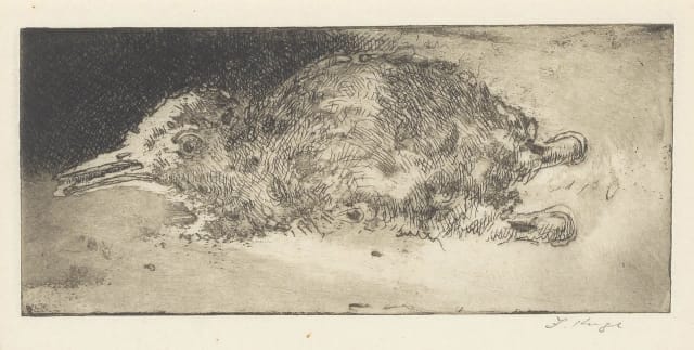 François Krige; A Nestling