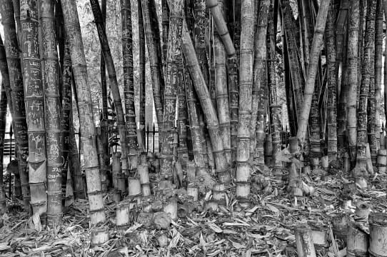 David Lurie; Life, Love and Loss, The Company's Gardens, Cape Town