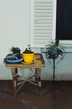 John Meyer; The Yellow Flower Pot