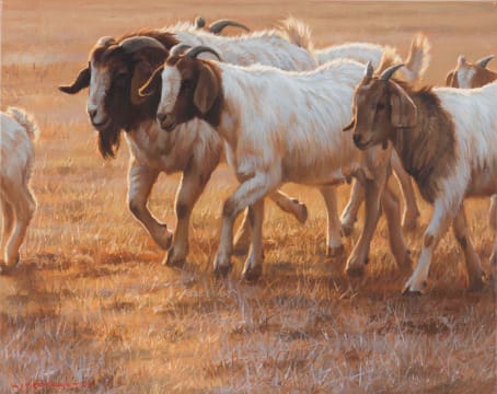 Jaco van Schalkwyk; Boerbok, Skemer (Goats, Dusk)