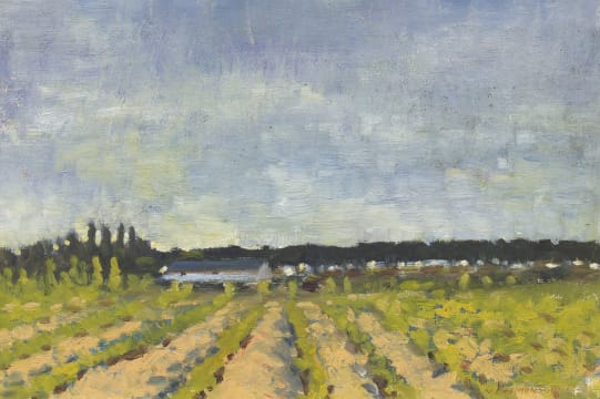 Nerine Desmond; Vineyards at Simondium