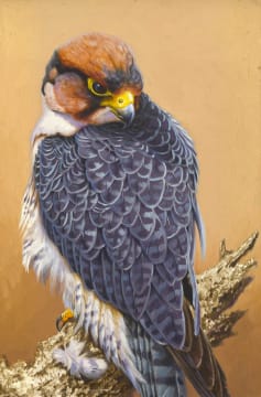 David Ord Kerr; Lanner Falcon