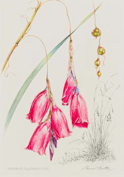 Auriol Batten; Dierama Pulcherrimum