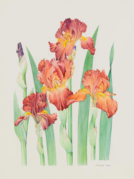 Barbara Jeppe; Frontier marshall (Iris)