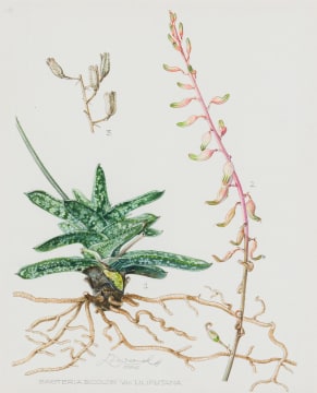 Ellaphie Ward-Hilhorst; Gasteria bicolor var. liliputana (typical specimen)