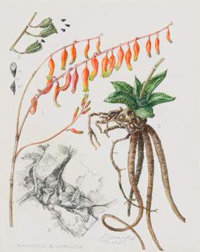 Ellaphie Ward-Hilhorst; Gasteria ellaphieae