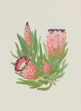 Thalia Lincoln; Protea neriifolia