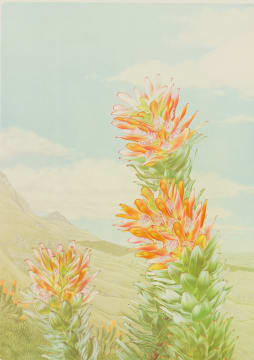 Thalia Lincoln; Mimetes splendidus