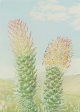Thalia Lincoln; Mimetes stokoei