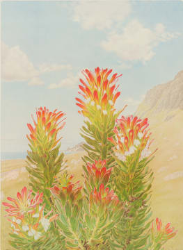 Thalia Lincoln; Mimetes cucullatus