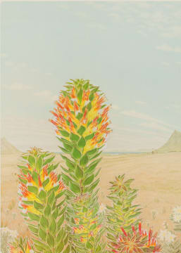 Thalia Lincoln; Mimetes hirtus