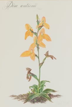 Thalia Lincoln; Disa watsonii