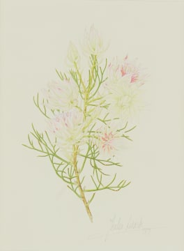 Thalia Lincoln; Serruria florida (Blushing Bride Protea)