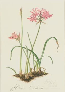 Thalia Lincoln; Nerine bowdenii
