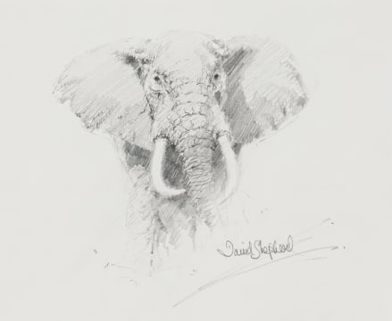 David Shepherd; Elephant Bull