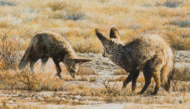 Johan Hoekstra; Bat-Eared Foxes