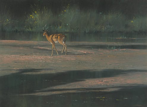 Kim Donaldson; Impala on River Bank
