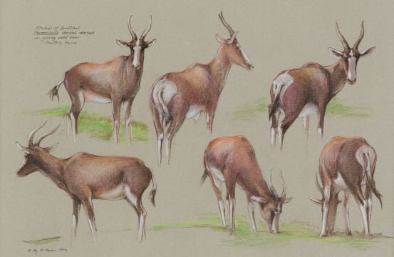 Liz McMahon; Studies of Bontebok in the Young Veld near Smith's Farm