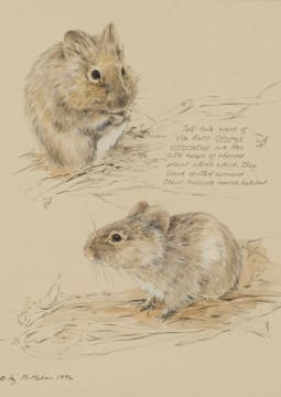 Liz McMahon; Vlei Rats