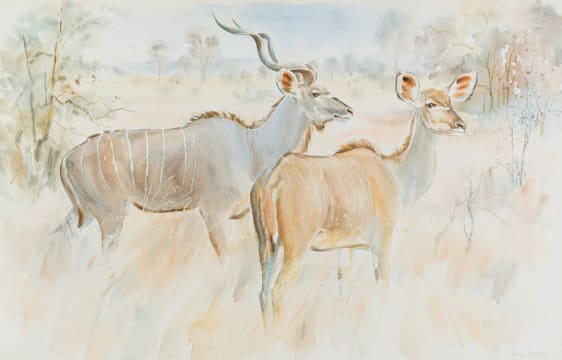 Patricia Mary Vaughan; Pair Of Kudus