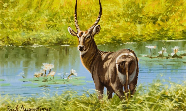 Paul Augustinus; Waterbuck